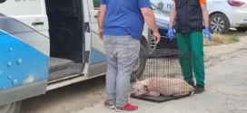 Питбулът-убиец е проливал кръв и преди, а мъртвата му стопанка…